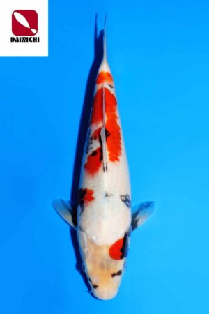 GK-3905 - Showa - Dainichi