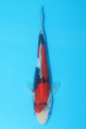 A-0464 - Doitsu Showa - Maruhide
