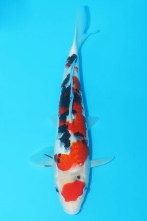 A-0468 - Sanke - Oya