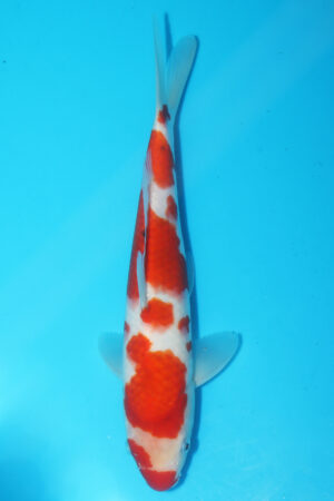 A-0473 - Sanke - Oya