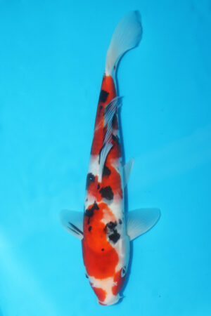 A-0480 - Sanke - Oya
