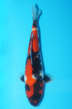 A-0487 - Showa - Oya