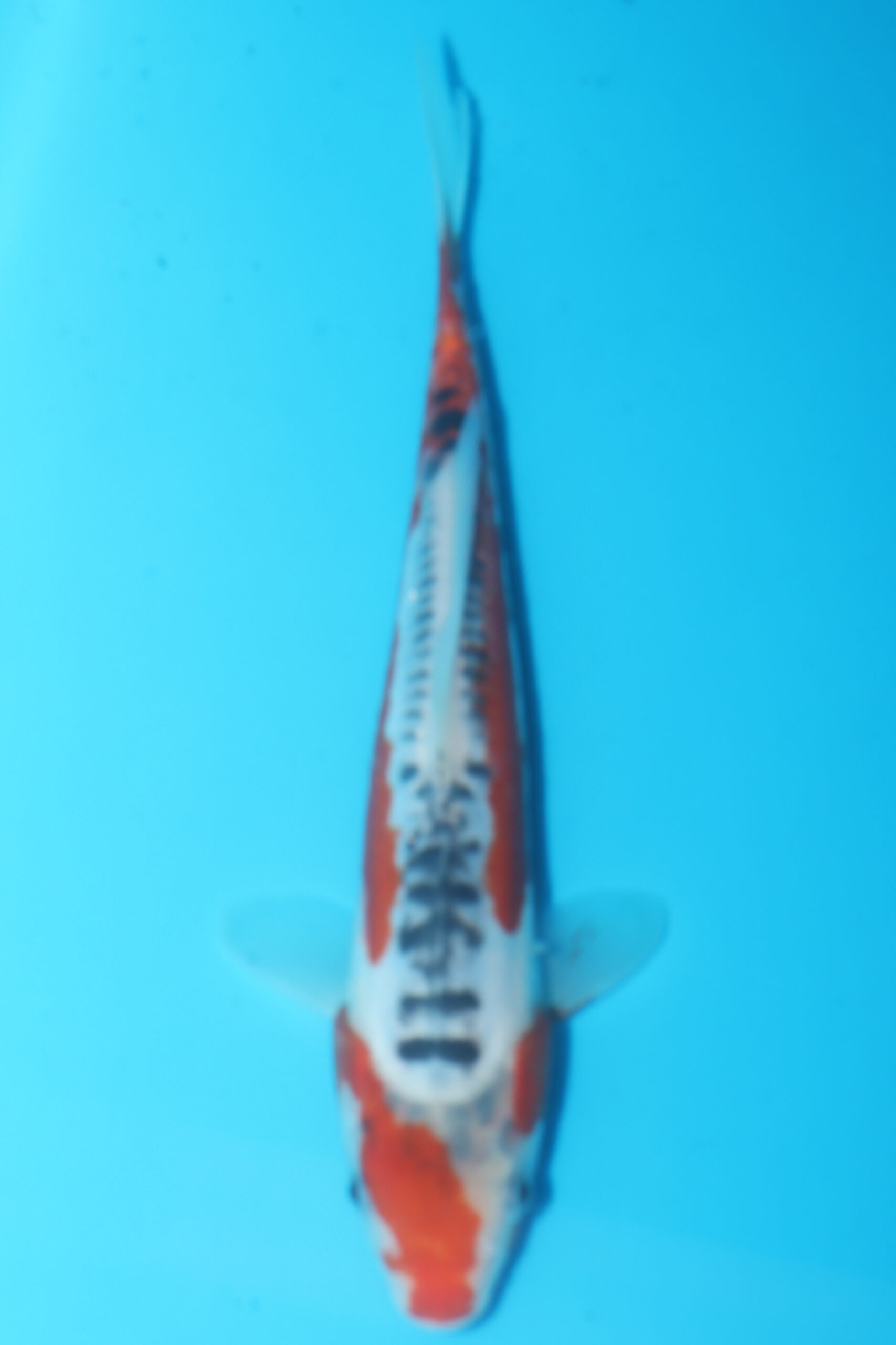 A-0508 - Shusui - Hosokai