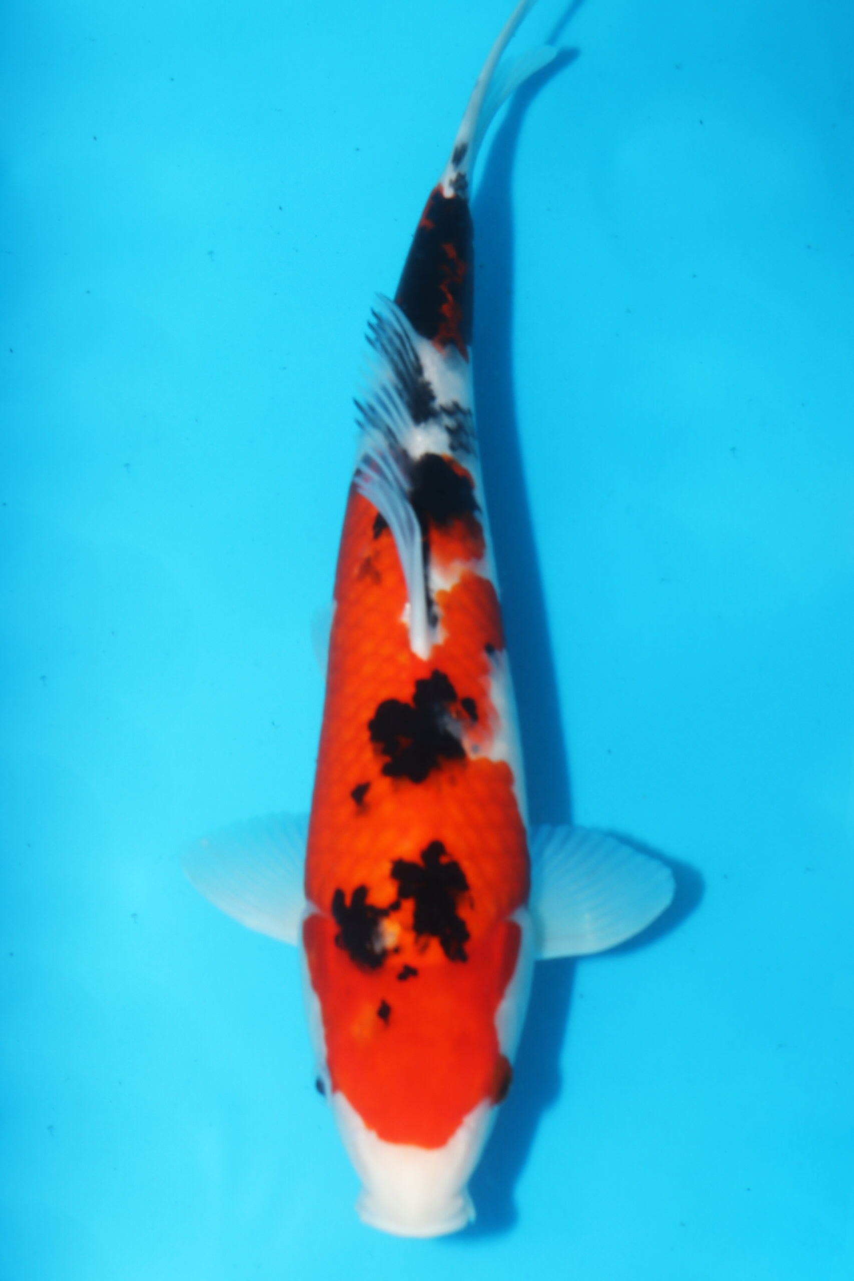 A-0509 - Sanke - Oya