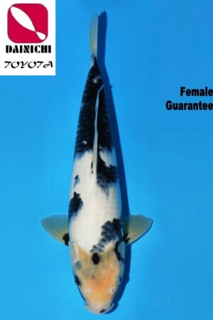 A-0517 - Shiro Utsuri - Dainichi