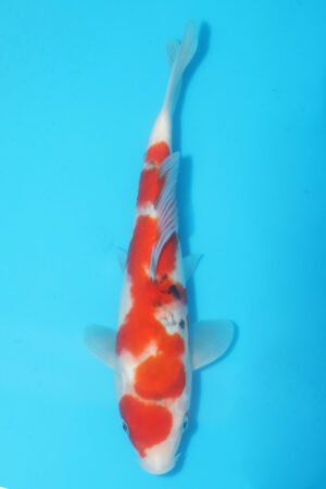 A-0524 - Sanke - Oya