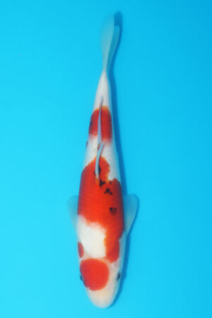 A-0532 - Sanke - Oya