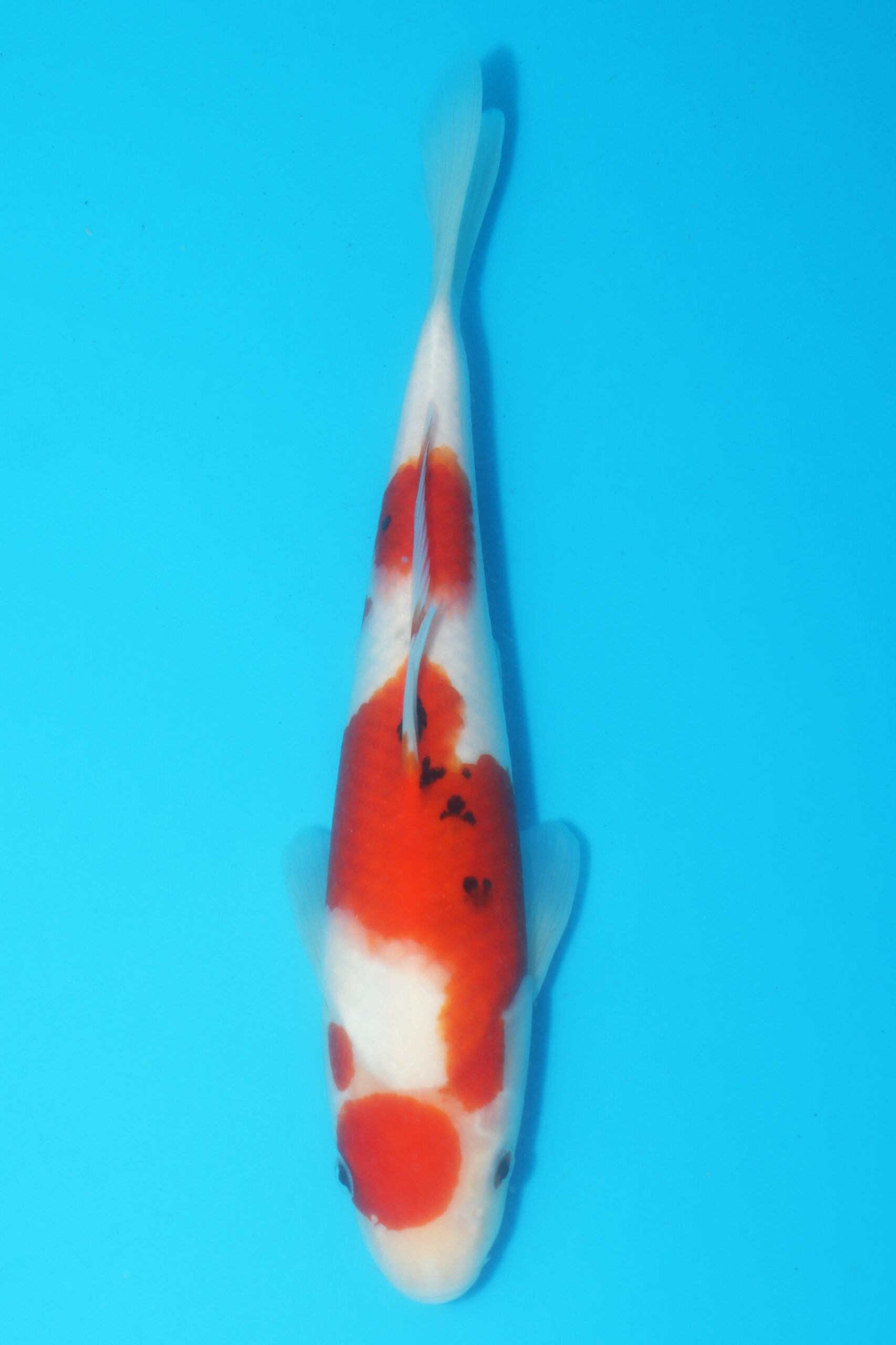 A-0532 - Sanke - Oya
