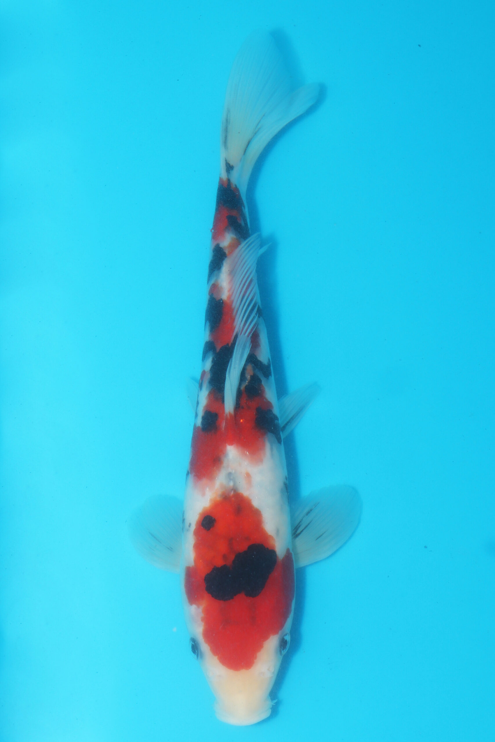 A-0533 - Sanke - Oya