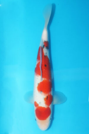 A-0545 - Sanke - Oya