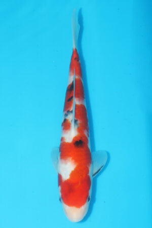 A-0547 - Sanke - Oya