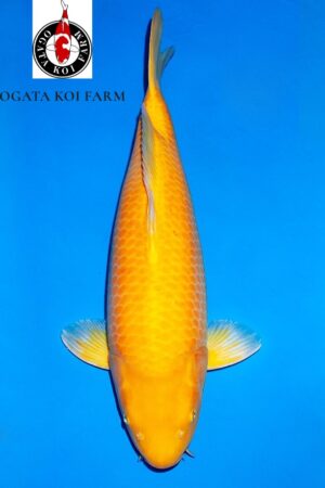 GK-4093 - Karashigoi - Ogata