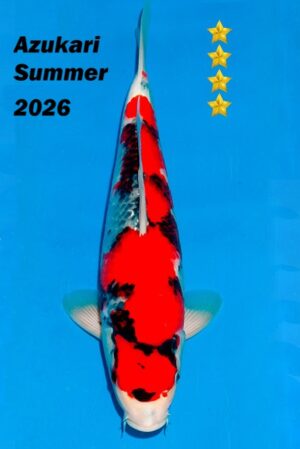 GK-4255 - Showa - Ogata