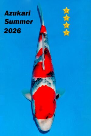 GK-4254 - Showa - Ogata