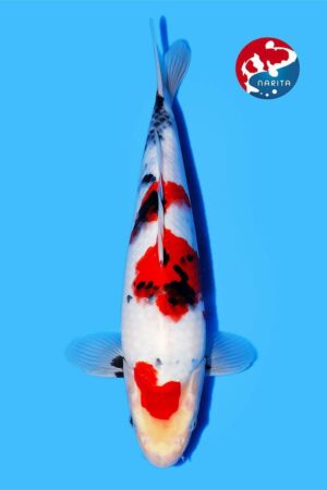 GK-4267 - Showa - Oya
