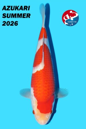 GK-4239 - Kohaku - Omosako