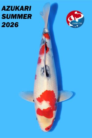 GK-4241 - Showa - Taniguchi