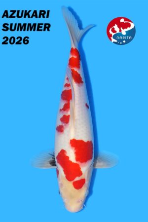 GK-4243 - Showa - Taniguchi