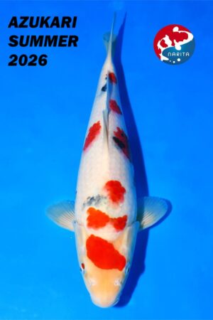 GK-4247 - Sanke - Taniguchi