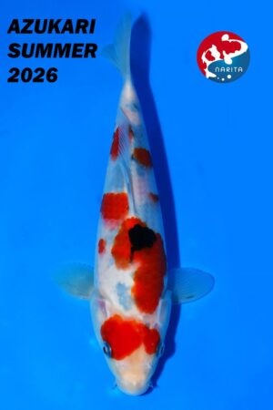 GK-4248 - Sanke - Taniguchi