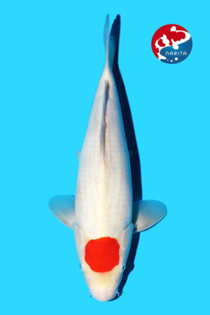GK-4282 - Tancho Kohaku - Omosako