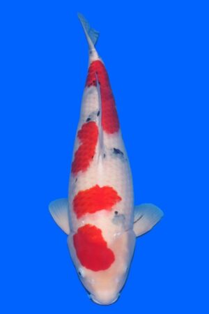 GK-4266 - Sanke - Tamaura