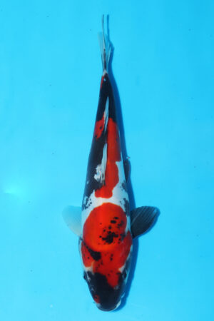 GK-3907 - Doitsu Showa - Maruhide