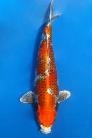 GK-3909 - Kin Showa - Okawa