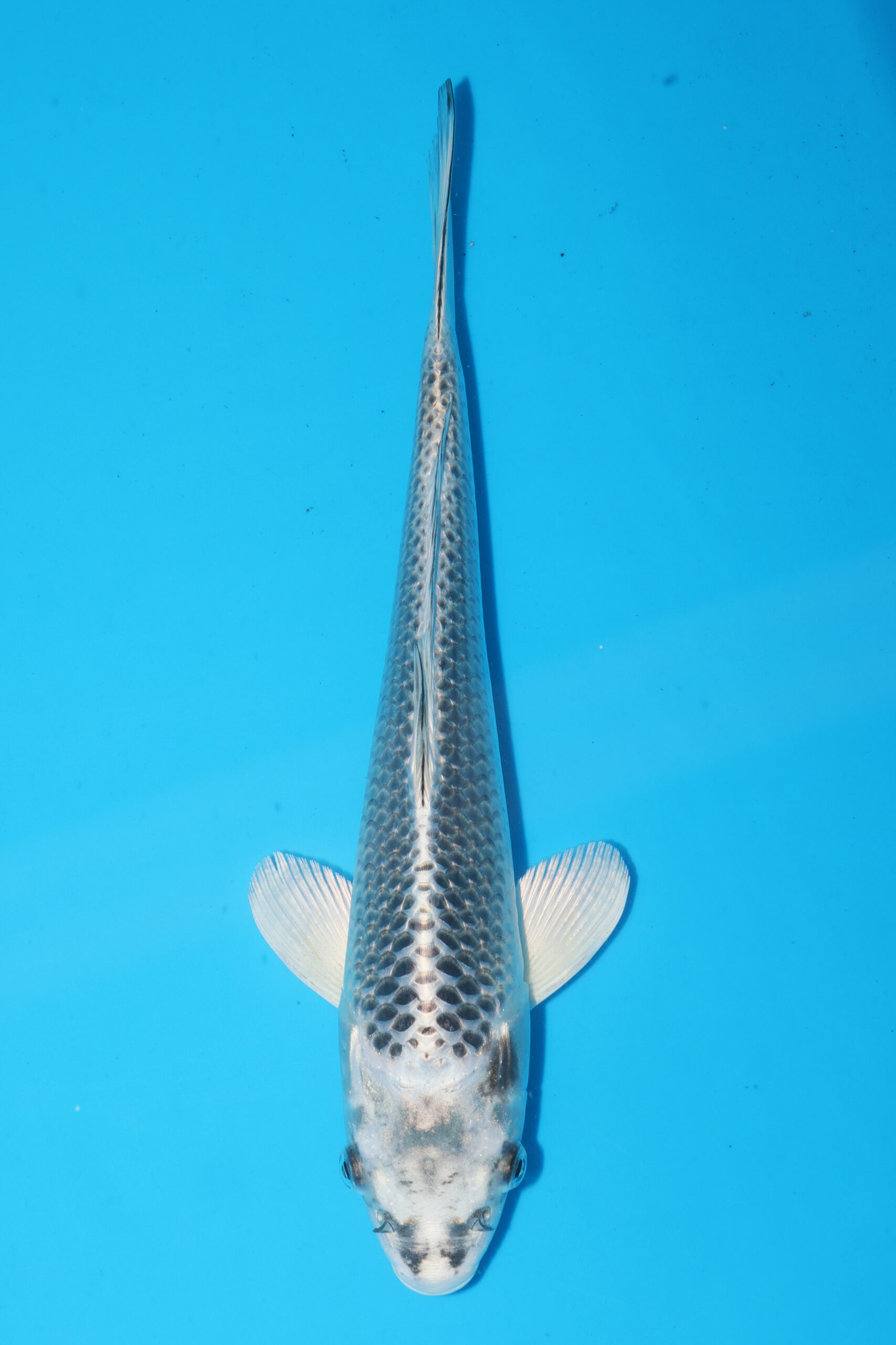 A-0608 - Kawarigoi - Oya