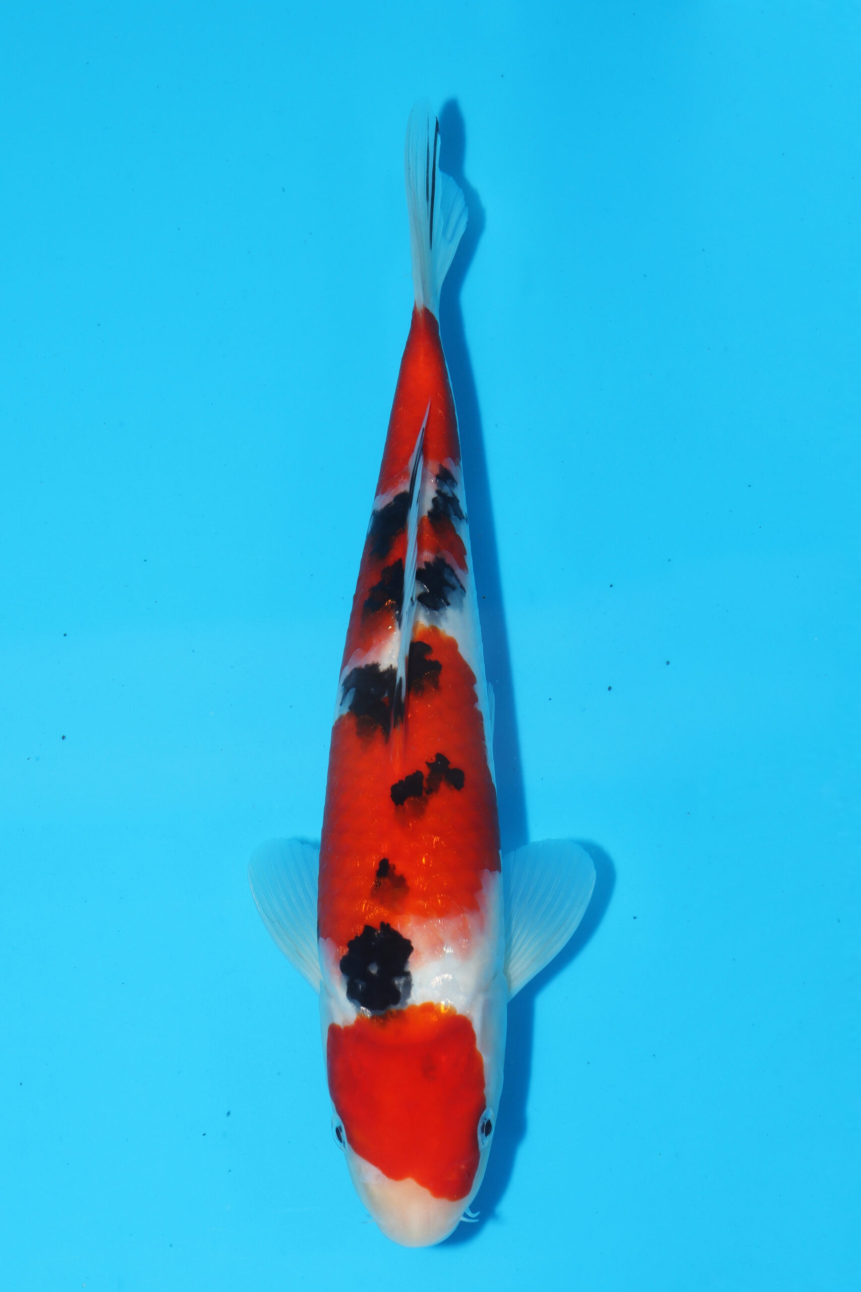 A-0619 - Sanke - Oya