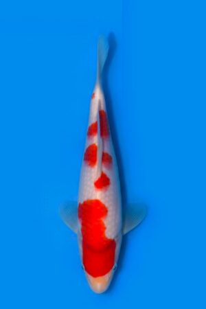 GK-4215 - Kohaku - Maruhide