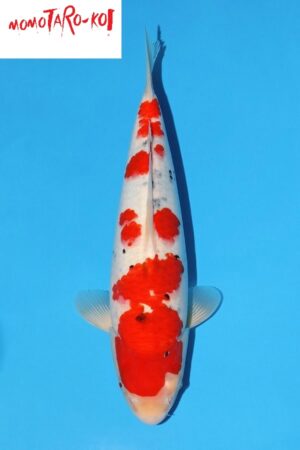 GK-4083 - Sanke - Momotaro